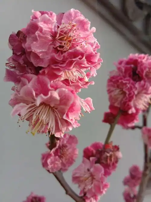 3.13无锡梅园一日游