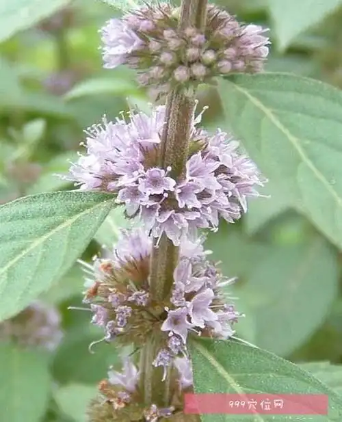 祛风解表,透疹消疮,止血的功效,别名:香菜,香茅,香绒,石香茅,石香薷