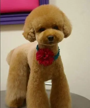 红棕色泰迪狗狗图片