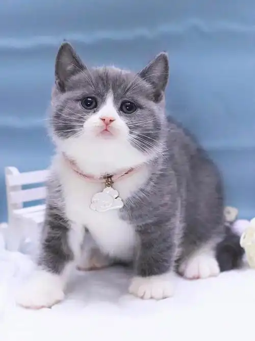 深圳猫舍  #蓝白  #英短蓝白