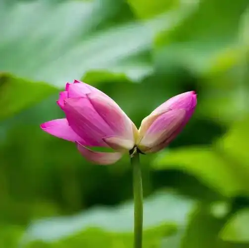 大明湖的并蒂莲7878相依相偎心生美好