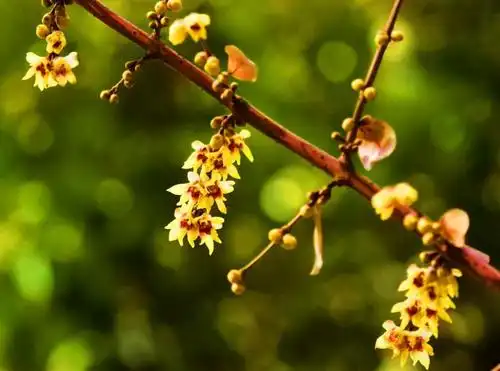 红芯腊梅,是梅花中的珍稀品种!