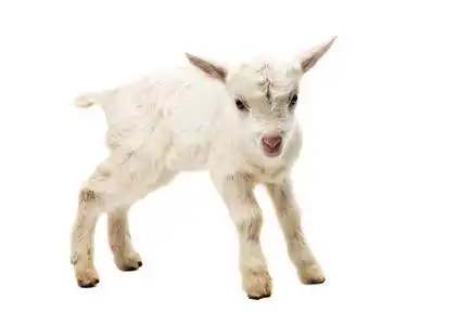 小的白山羊照片