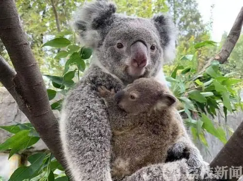 生个二宝有多累?考拉妈妈怀孕35天生二胎 很淡定很从容(视频)