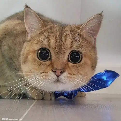 萌猫可爱图片_喵星人卖萌高清写真照片