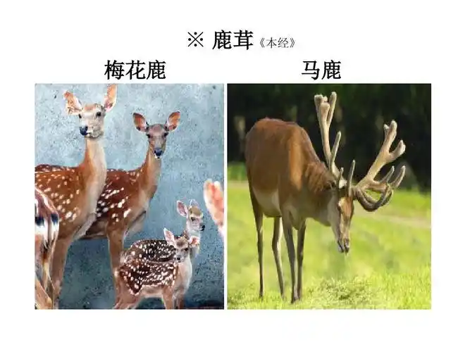 鹿茸《本经》 梅花鹿 马鹿