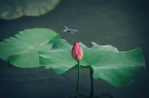 荷花与蜻蜓 - 自然类 摄影大赛2015 - 国家地理中文网