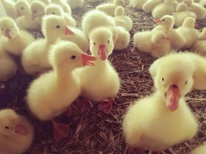 禽医一铭谈小鹅肠炎有哪些症状鹅腹泻拉肚