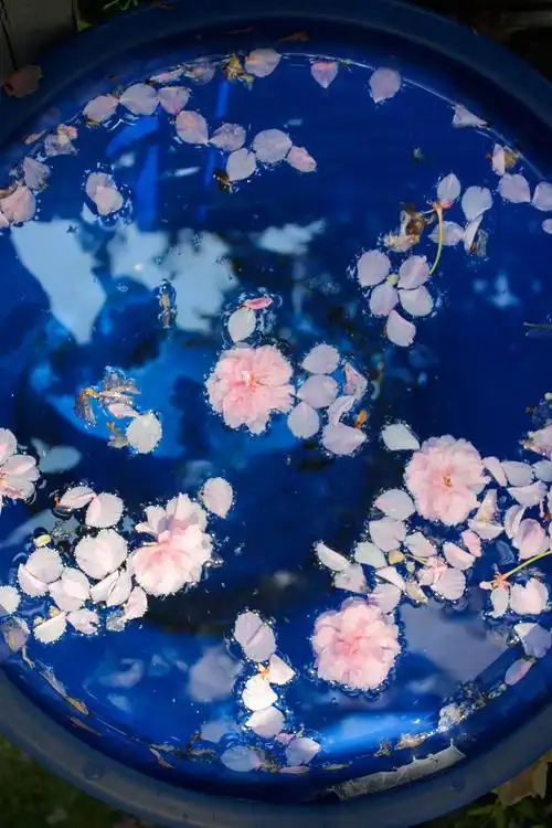 樱花花瓣掉落在蓝色的水桶里