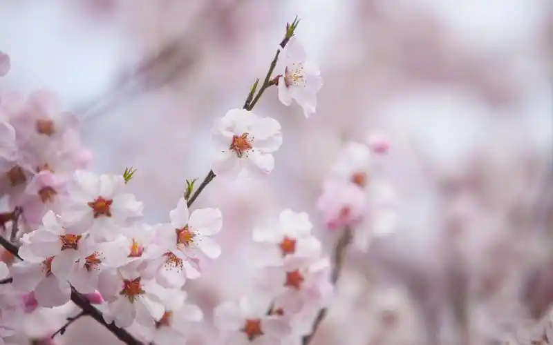 桃花图片高清电脑桌面壁纸