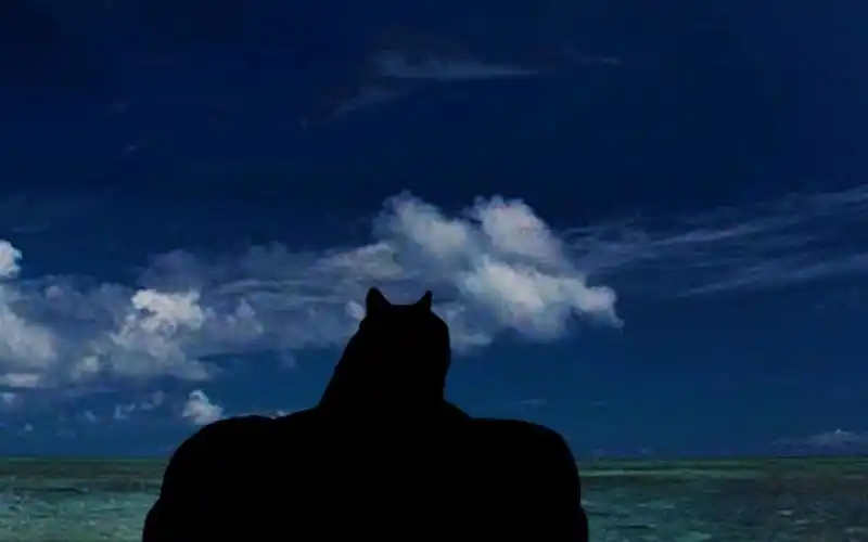 你被禁言了吗?cheems(上)