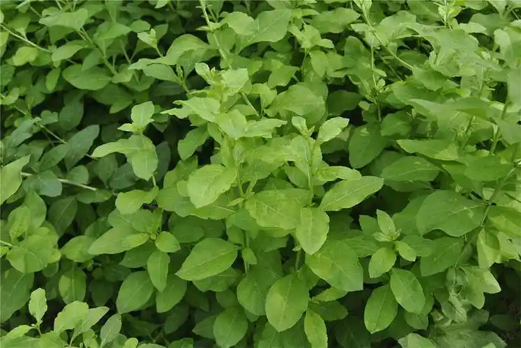 背景 壁纸 绿色 绿叶 树叶 植物 桌面 1000_669