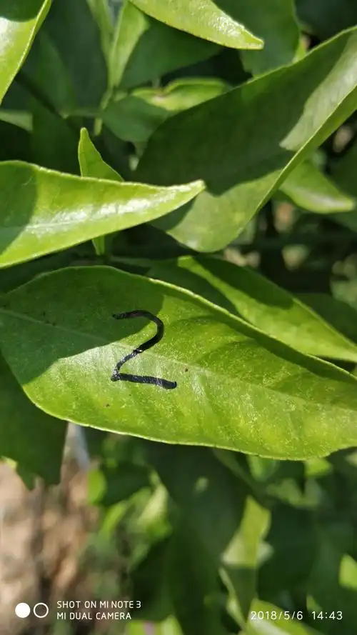 红蜘蛛防治实验报告