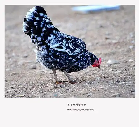 这种黑白色的鸡是一个品种吗?我觉得挺好看的,没见过,头一次见