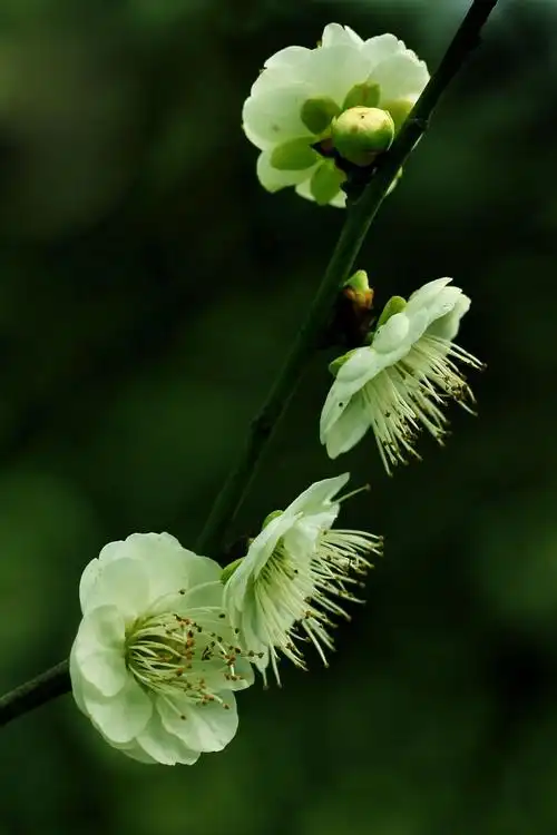 无组织器官病变,此病由心生,绿萼梅也就是平常所说的白梅花,有平肝理