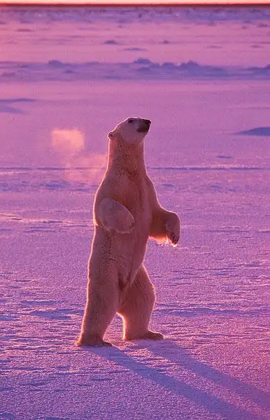 加拿大雪地上站立的北极熊