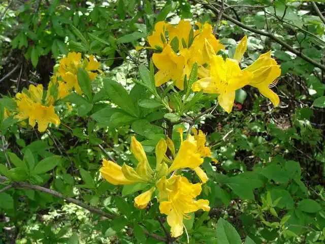 第一次见开黄色花的映山红