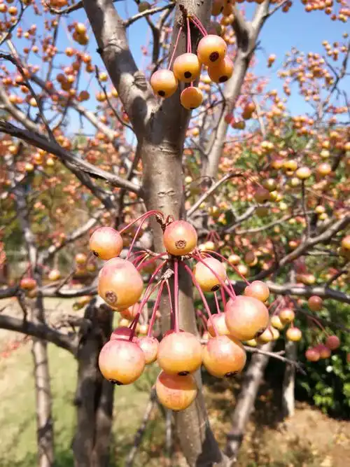秋天的果实之海棠果