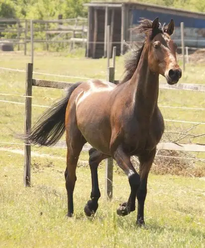 【新提醒】【300积分免费】骑马姿势与马的动作参考(77p) - 书籍照片