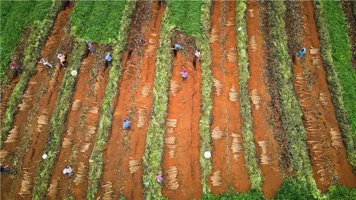 航拍淮山种植园采收现场.(央广网发 王柏林摄)