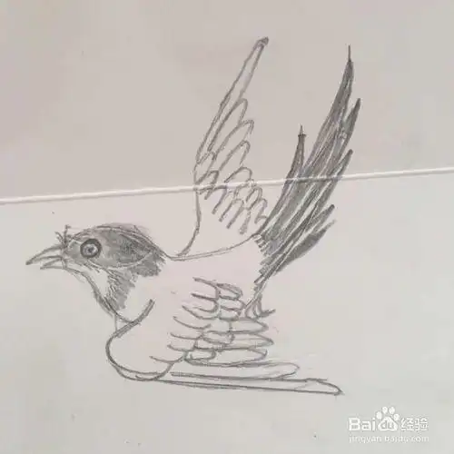 喜鹊梅花图素描简笔画