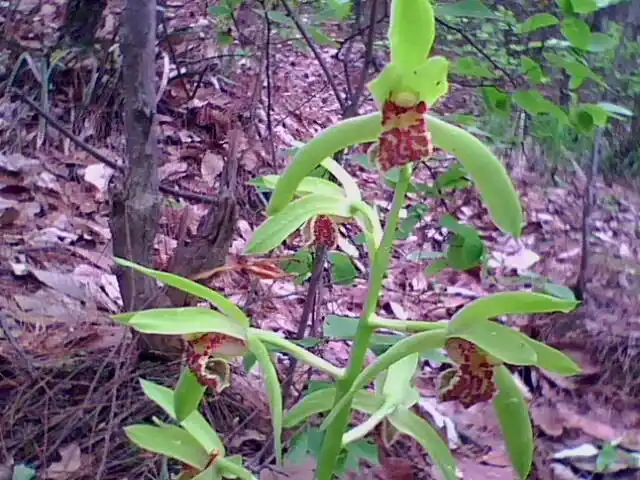 精选带花苞野生连体兰花苗 春兰蕙兰下山兰 兰花兰草 花卉小盆栽