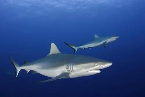 游泳,无人,横图,室外,白天,侧面,海底,水下,美景,鲨鱼,野生动物,密