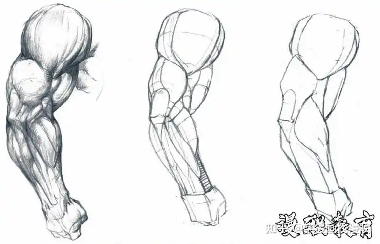 教程人体绘画基础part02认识肌肉