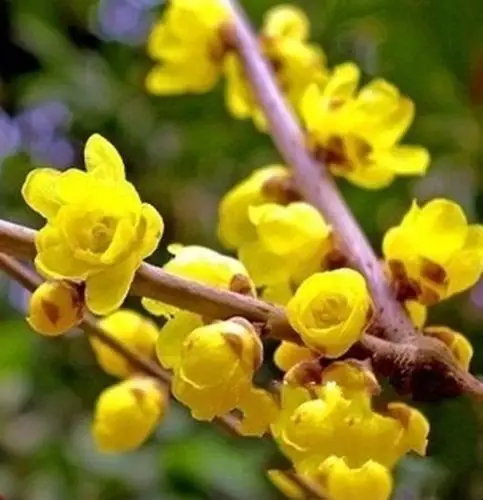 第三届鄢陵腊梅节