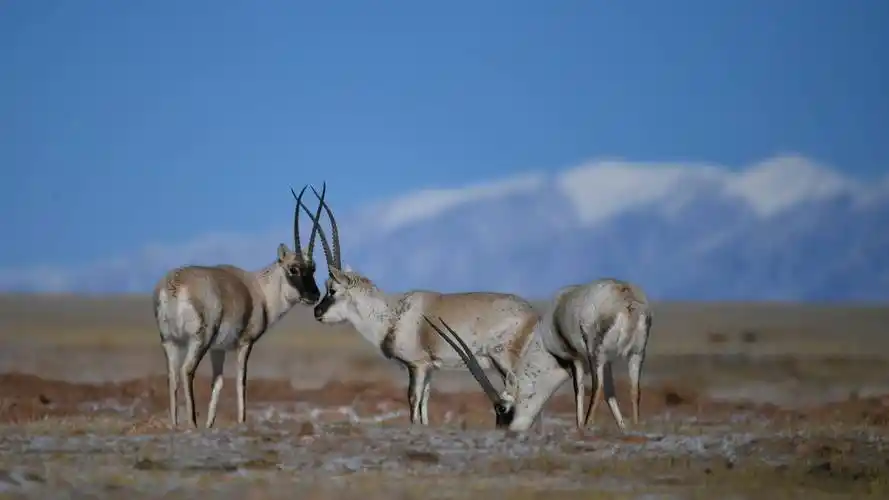 2022年1月20日在可可西里拍摄的藏羚羊.