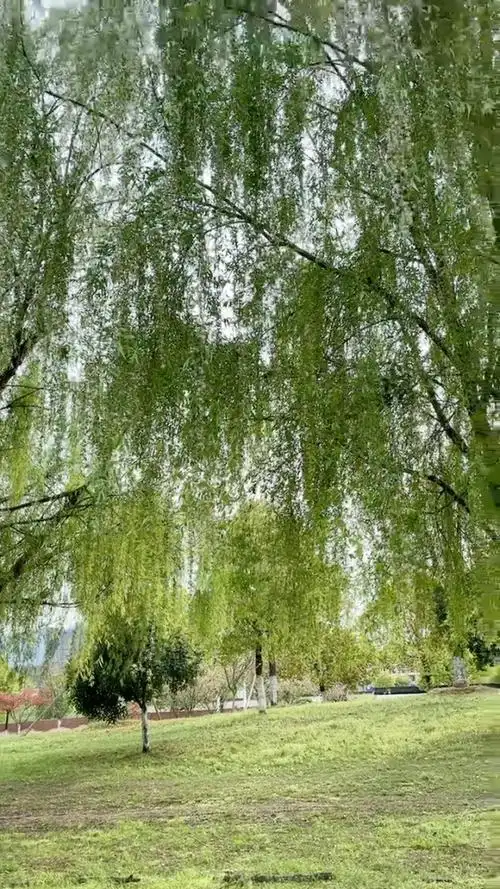 又一年柳絮飘飘