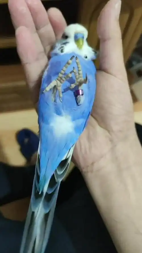 一只非常可爱的蓝白色鹦鹉,小家伙的羽毛真漂亮