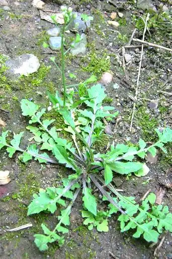 中草药图片大全 >> 高血压病用药篇