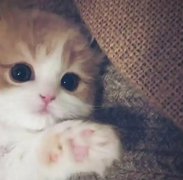 wechat可爱猫咪女头像