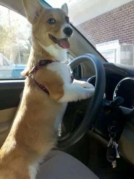 当柯基犬学开车的时候我已经先笑喷了