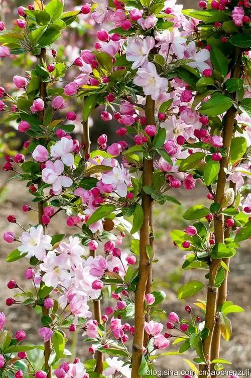 西府海棠:犹如出名门,腥红配鹦绿,美与健康共享