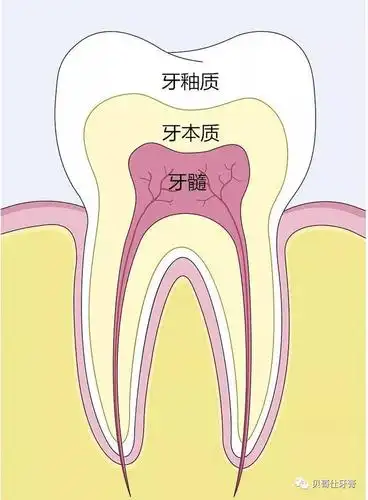 牙齿的基本结构