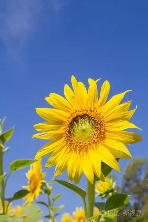 花园里的太阳花