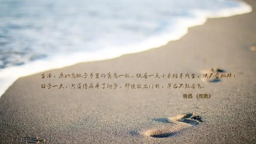 文字 语录 鲁迅 伤逝 文字控壁纸