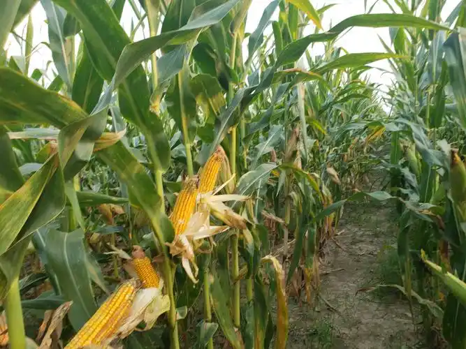 《巨无霸》玉米新品种秋乐368夏播震撼来袭