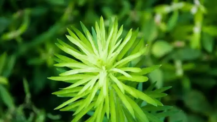 小飞蓬的功效与作用,禁忌和食用方法-中医百科