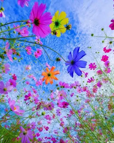 花草风景图片源于网络百度,非原创,个人收藏欣赏,侵权删除.