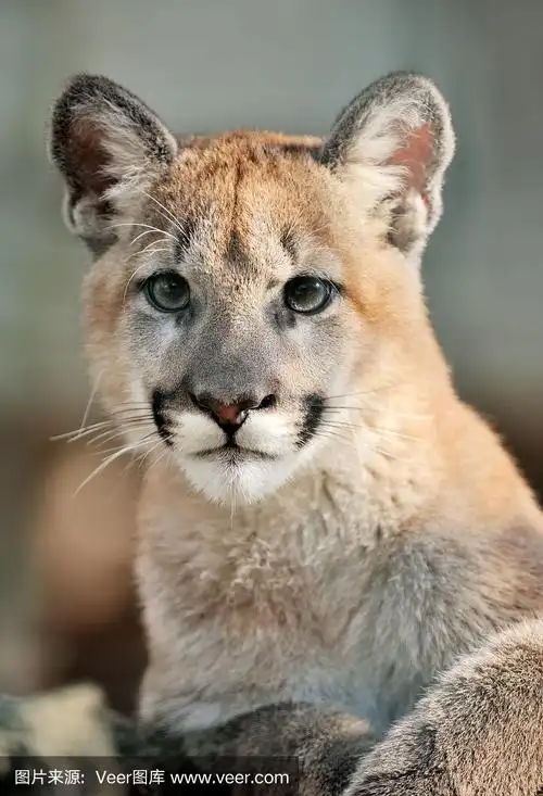 美洲狮幼崽