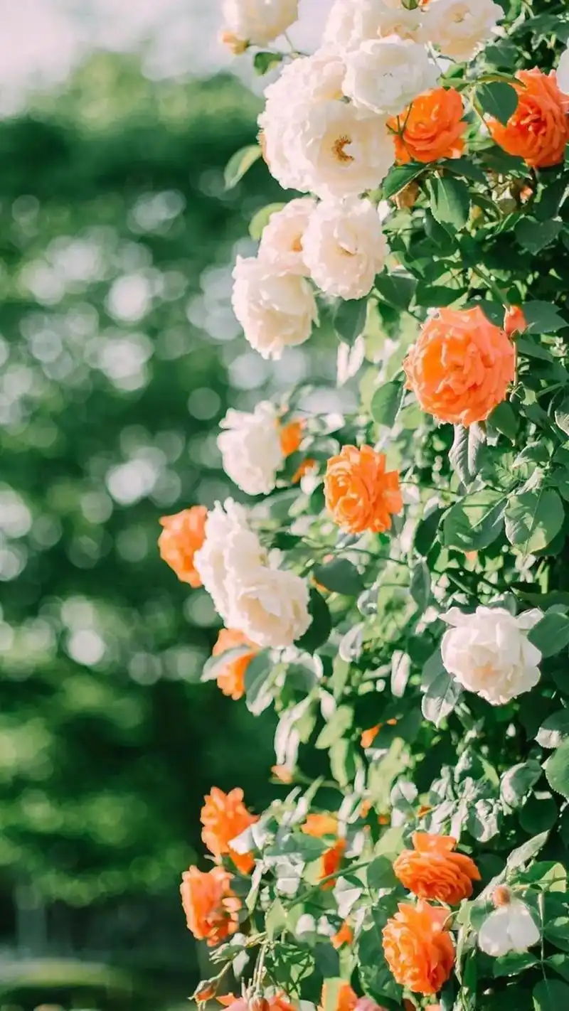 花ins壁纸#鲜花ins高级质感# - 抖音