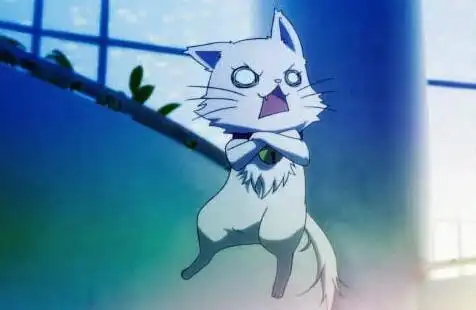 neko - 堆糖,美图壁纸兴趣社区