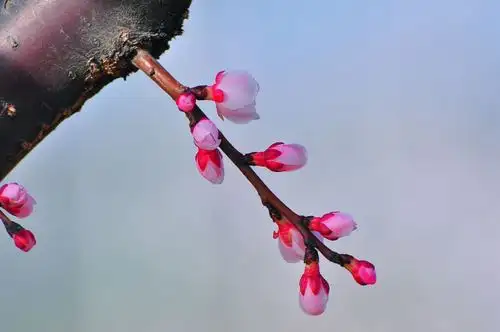 [原创]再看杏花