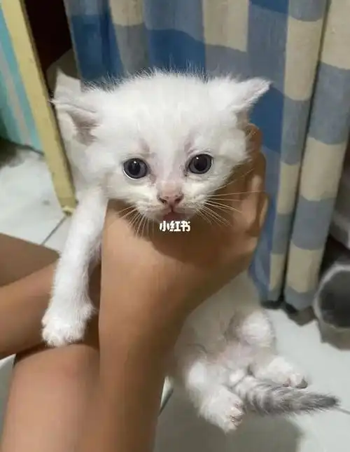 浅色美短鱼骨纹和英短蓝白配种生出来的小猫仔