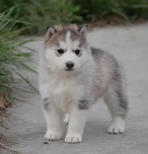 温州繁殖基地直销三把火双蓝眼哈士奇幼犬签订协议