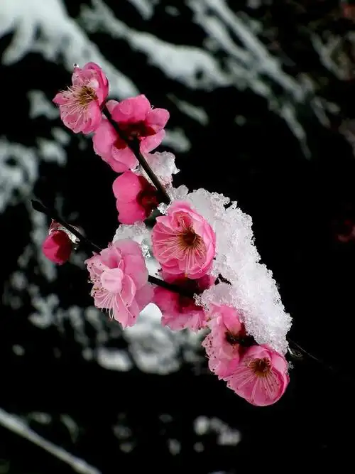 冰雪梅花
