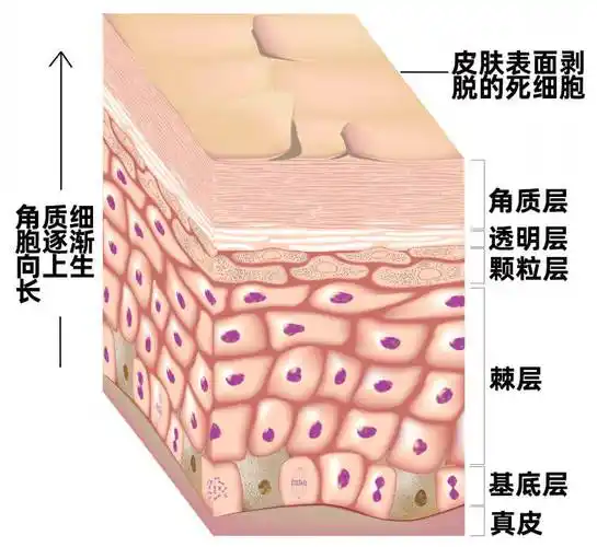 1.角质层由老化细胞组成.